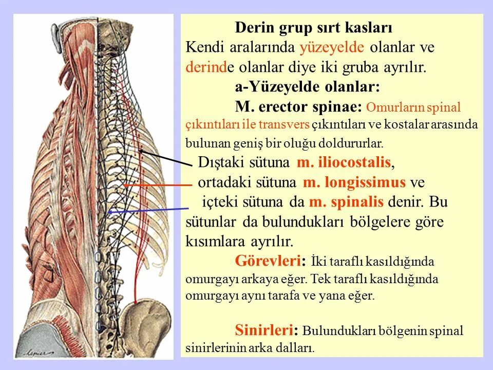 Thoracicus латынь