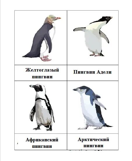 Задания с пингвинами. Задания с пингвинами для дошкольников. Пингвины задания для детей. Карточка Пингвин. Занятие про пингвинов