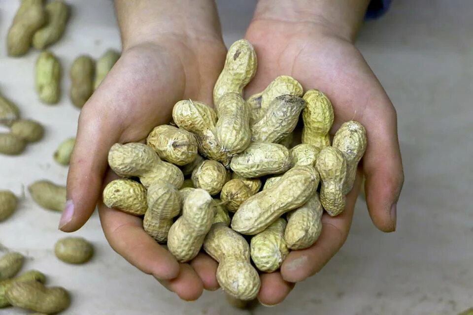 Арахис производители. Ер ёнгок. Семена арахиса для посадки. Арахис дерево. Арахис Таджикистан на земле.