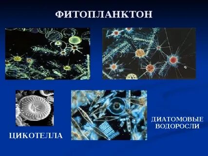 Характеристика фитопланктона