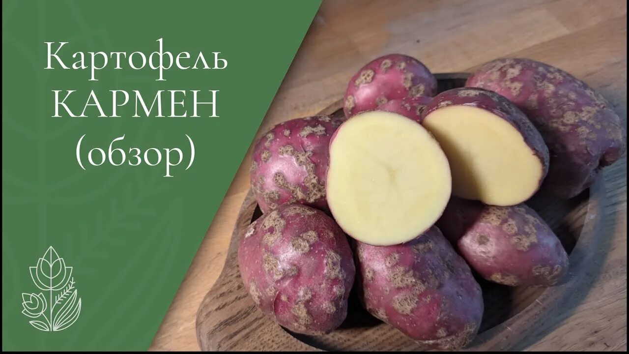 Картофель Кармен. Картофель Кармен описание сорта. Картошка сорт Кармэн. Картофель Кармен РС-1. Кармен картофель характеристика отзывы