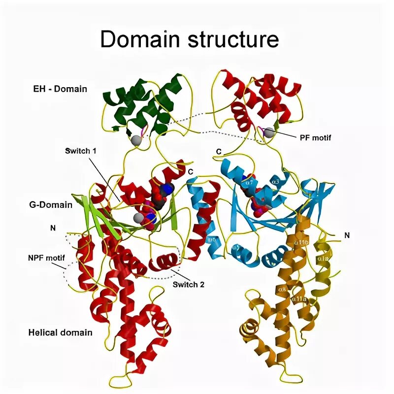 Доменные белки. Домены белков. Домены в белках. Домен белка.