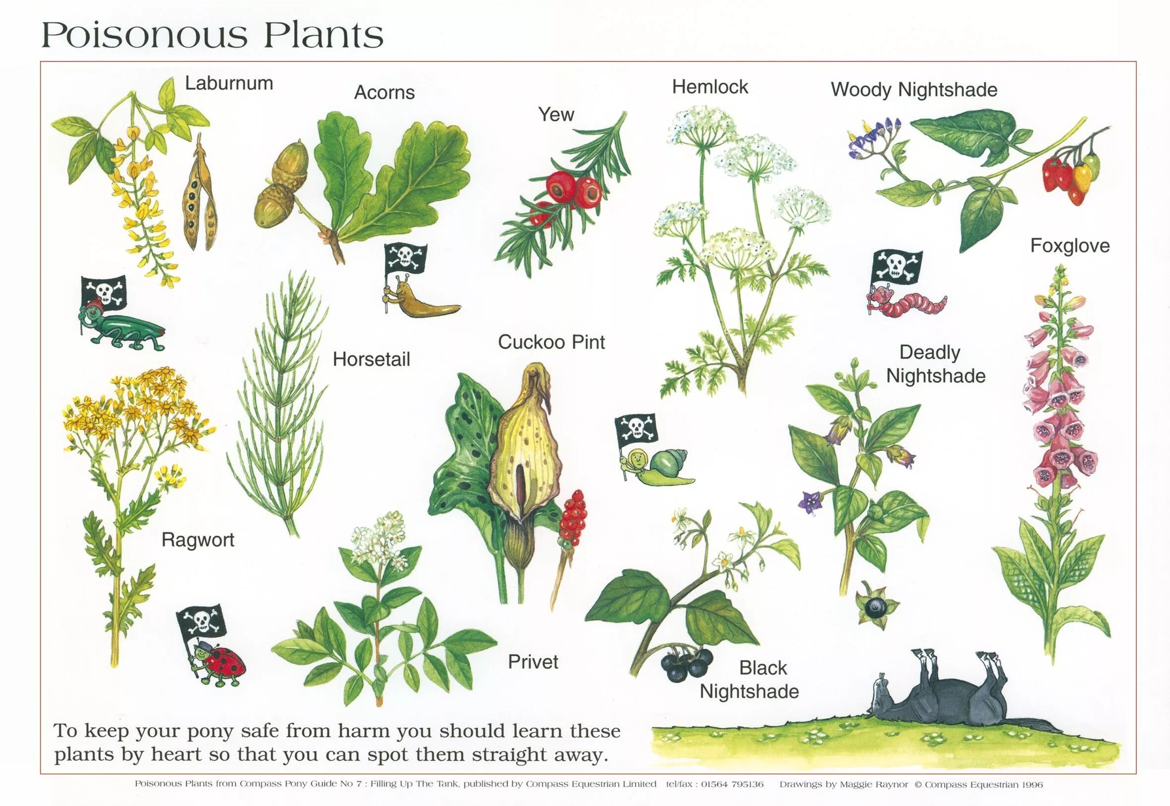 Poison plant. Плакат ядовитые растения. Poisonous Plants. Ядовитые растения инфографика.