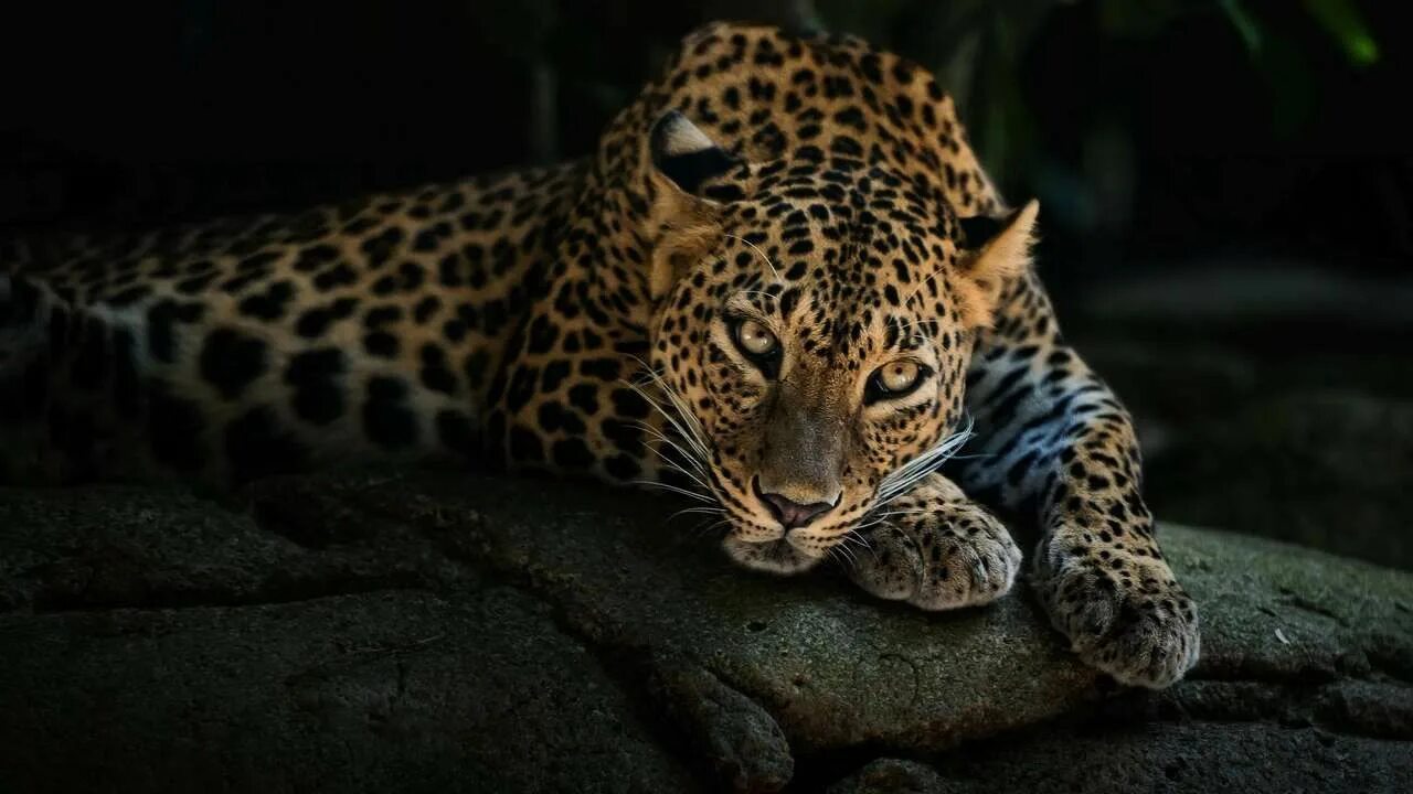 N a t u r l a n d. Tumblr. Animals beautiful, Animals, Safari animals