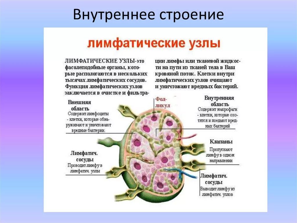 Лимфоузлы особенности. Строение лимфатического узла КРС. Строение лимфатического узла таблица. Лимфатический узел свиньи анатомия. Строение лимфатического узла у свиней.