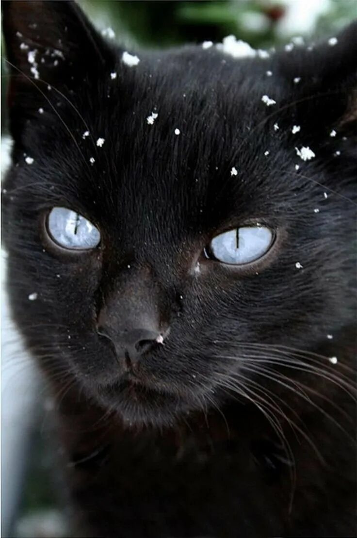 Охос азулес черный. Охос азулес кошка черная. Черный кот с голубыми глазами. Кошка серная с голубыми глазами. Черная глазая
