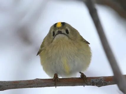 Русский королек