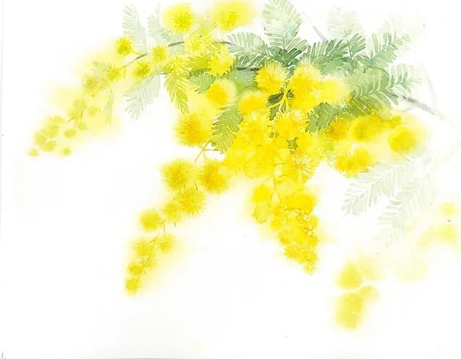 Мимоза в вазе акварель. Мимоза живопись кончаловский. Веточка мимозы акварелью. Мимоза акварелью. Мимоза мастихином.