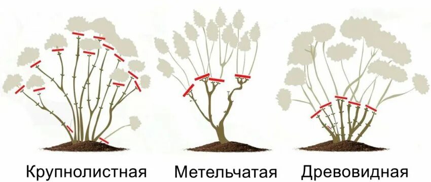 Как обрезать древовидную гортензию осенью правильно. Обрезка метельчатой гортензии осенью. обрезка гортензии метельчатой. обрезка метельчатой и древовидной гортензии. обрезка крупнолистной гортензии осенью.