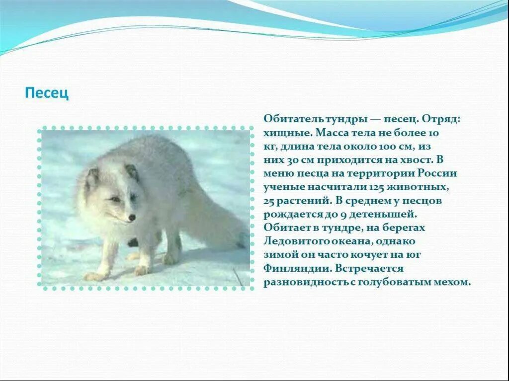 Сообщение о каком либо. Сообщение о животном тундры 4 класс окружающий мир. животное тундры сообщение. сообщение о животном тундры. животные тундры сообщение.