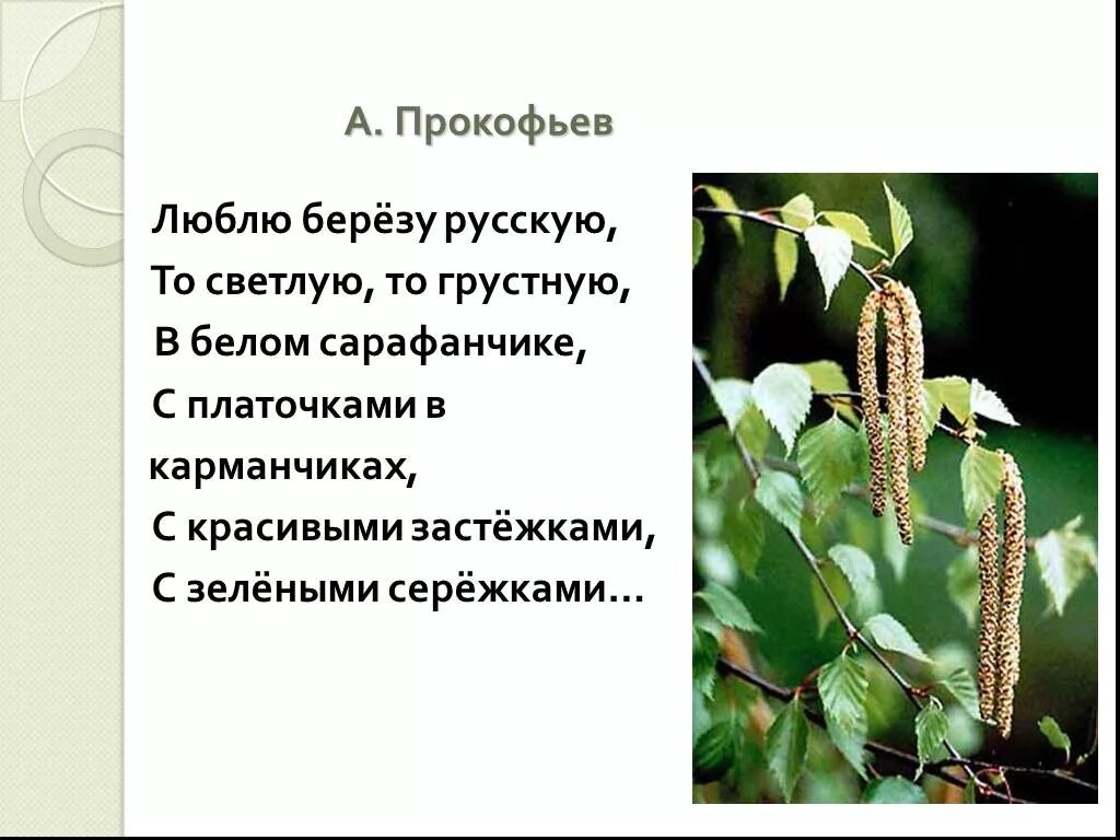 Прокофьев люблю березку русскую. Стихотворение Березка Прокофьев. F ghjrjamtd люблю березу русскую\. Стих люблю березку русскую то светлую.