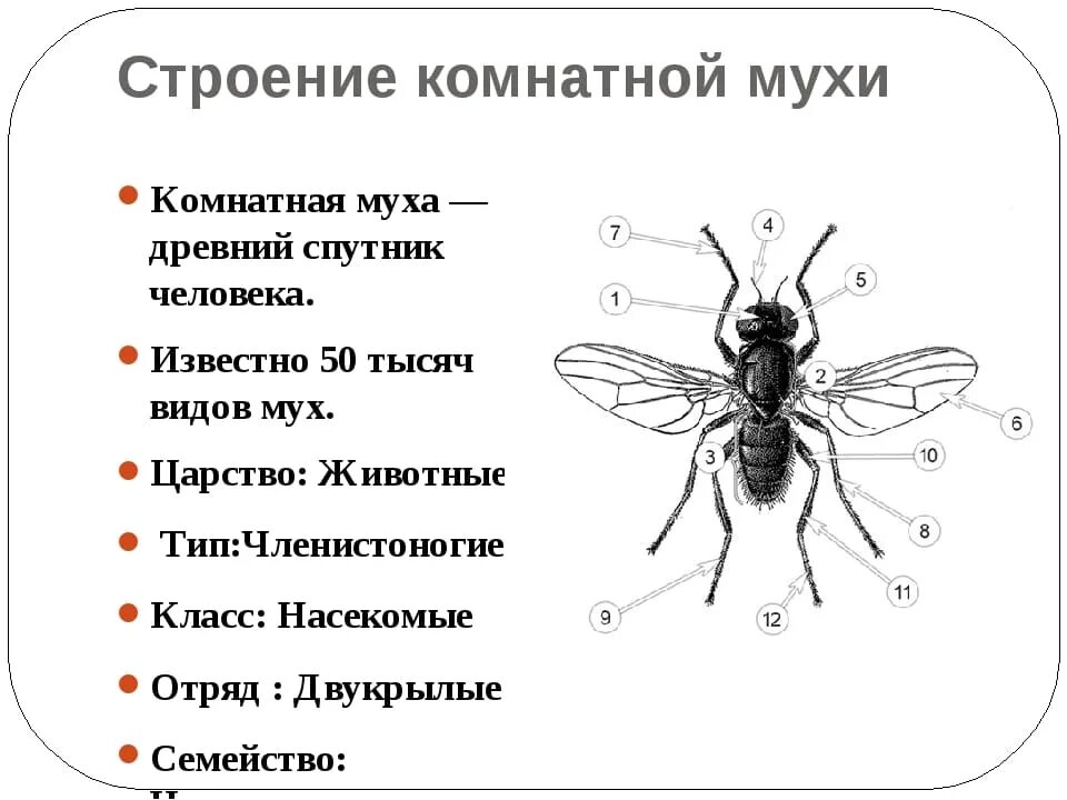 При какой температуре мухи. Муха (насекомое) строение. Внешнее строение комнатной мухи. Строение мухи органы схема. Внутреннее строение мухи ЦЕЦЕ.