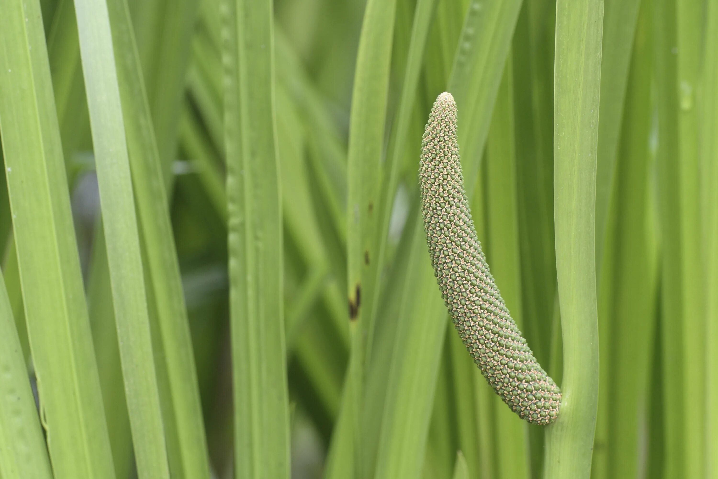 АИР обыкновенный - Acorus Calamus. АИР болотный (Acorus Calamus). АИР болотный (Acorus Calamus l.).. АИР болотный Acorus Calamus сырье. Аир практик