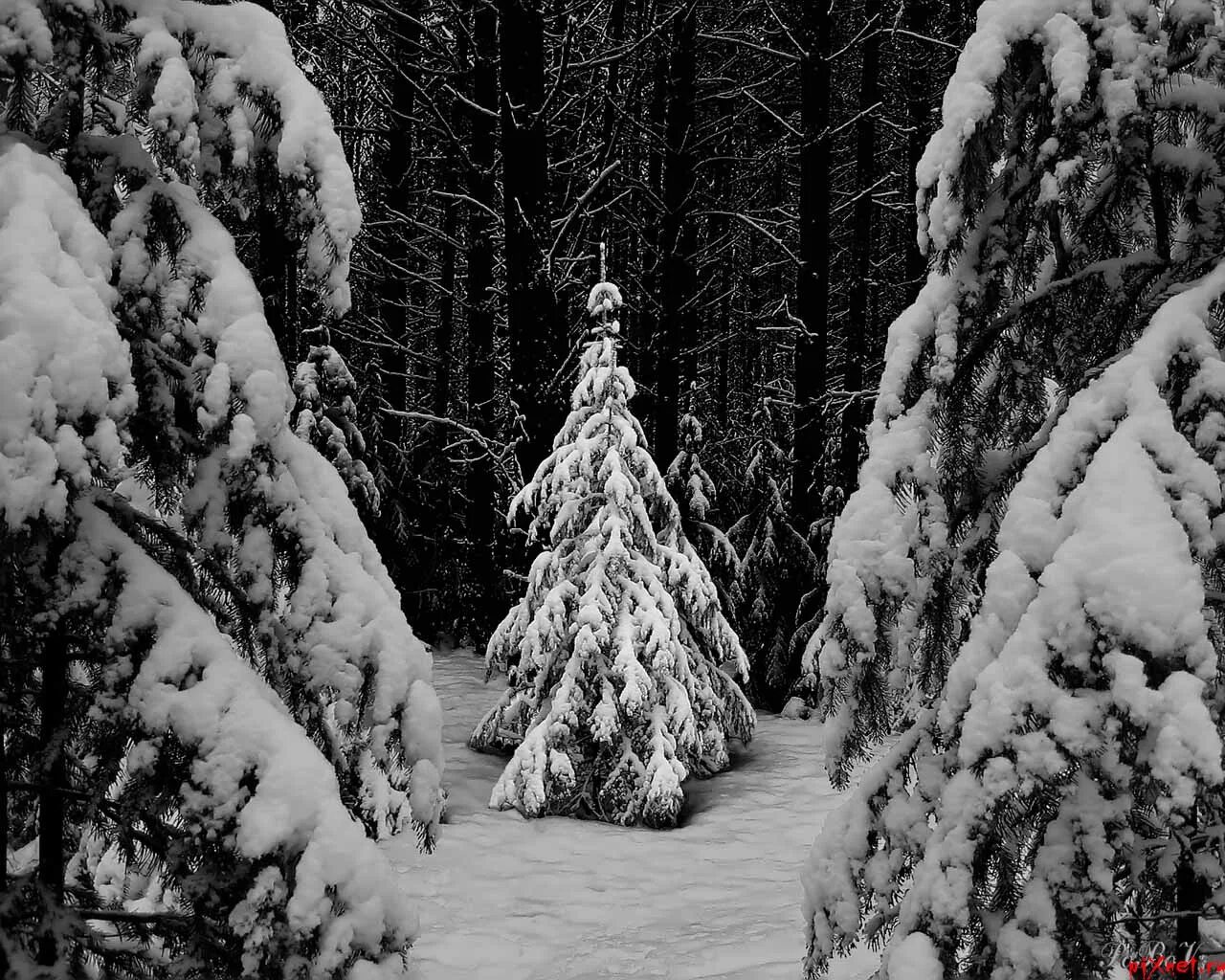 елочки в лесу живут. ель в зимнем лесу. елка зимой. елочки в лесу живут. дендропарк сергач.