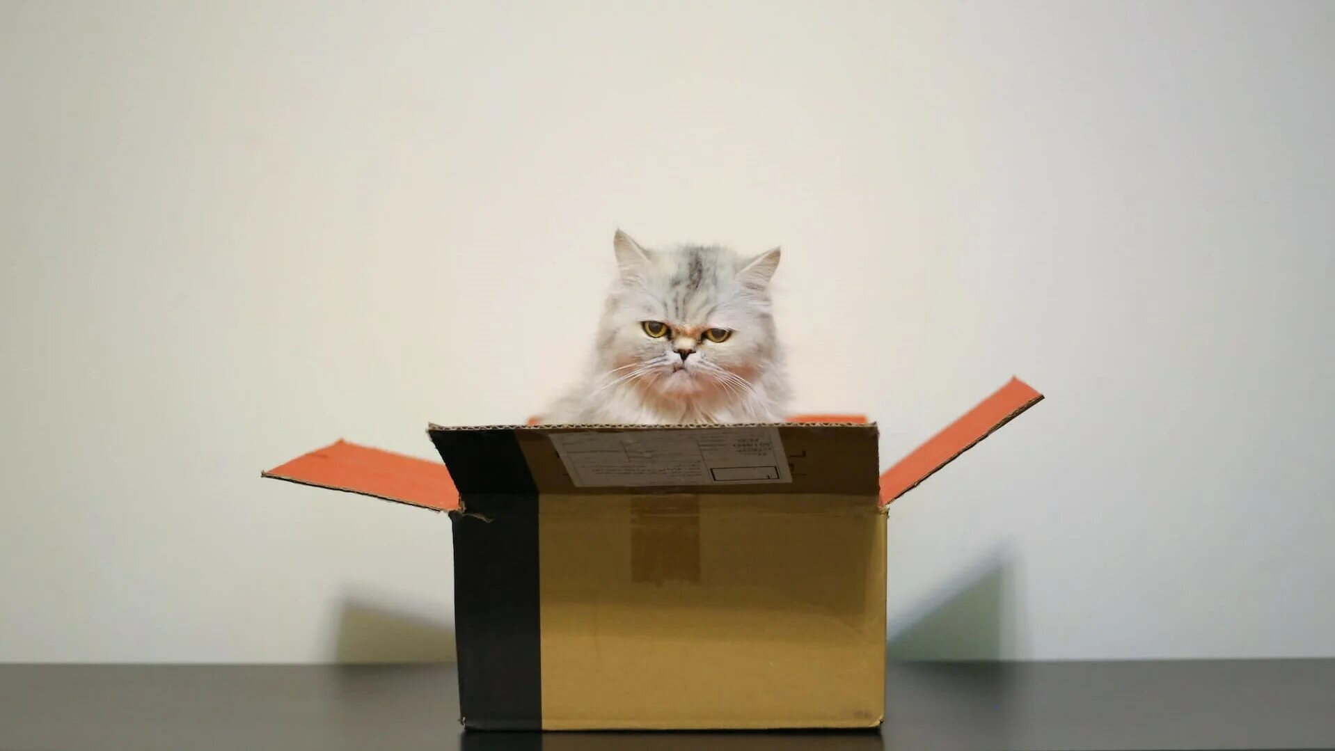 There something in the box