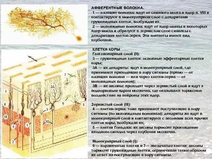 Клетки зерна