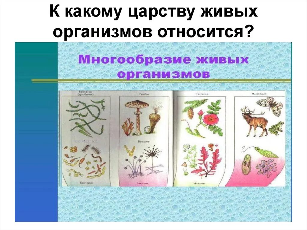 Разнообразие живых организмов. Что относится к живым организмам. К царствам живых организмов относятся:. К живым организмам относят.