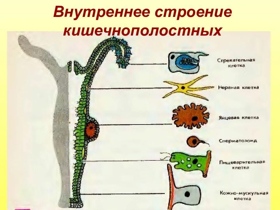 Заполните таблицу внутреннее строение гидры. Кишечнополостные строение гидры егэ. схема строения клеток кишечнополостных. кишечнополостные черви строение. пищеварительная система кишечнополостных.
