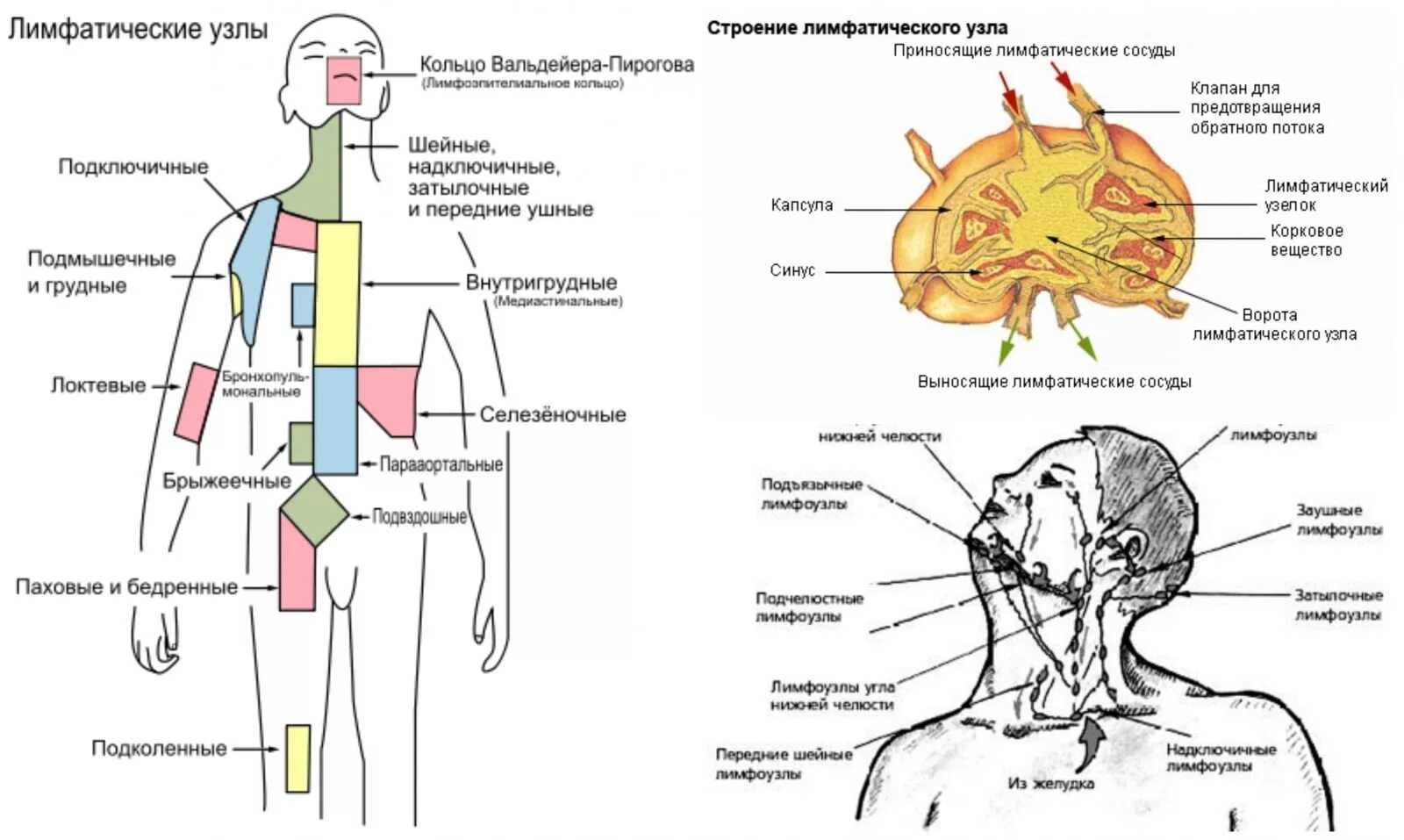 Лимфоузлы особенности. Лимфатические узлы анатомия расположение. Схема расположения регионарных лимфоузлов. Схема расположения регионарных лимфатических узлов. Строение лимфатического узла анатомия.