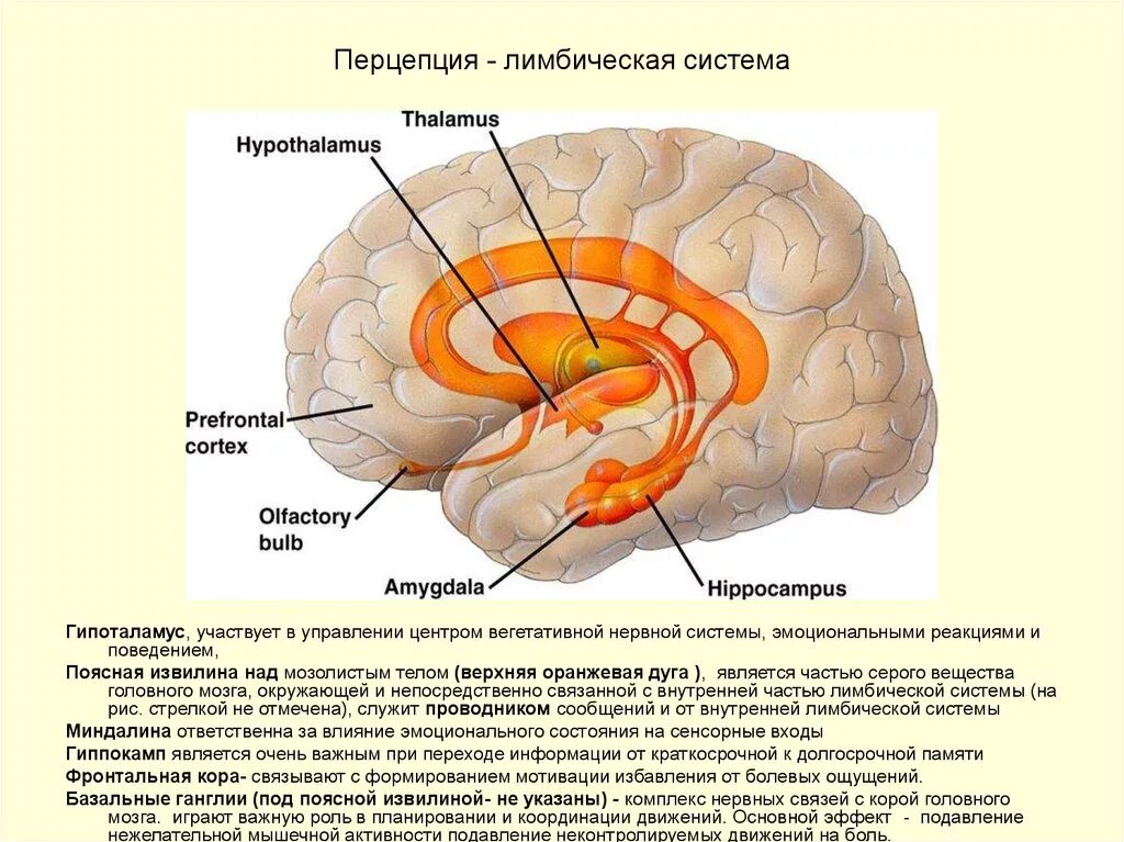 Структуры лимбической системы головного мозга. Лимбическая система головного мозга строение. Мозолистое тело и лимбическая система. Обонятельные зоны мозга