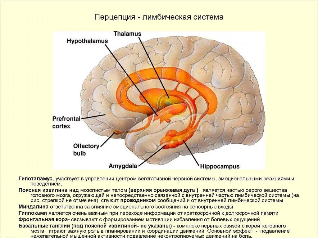 Центр чувств в мозге