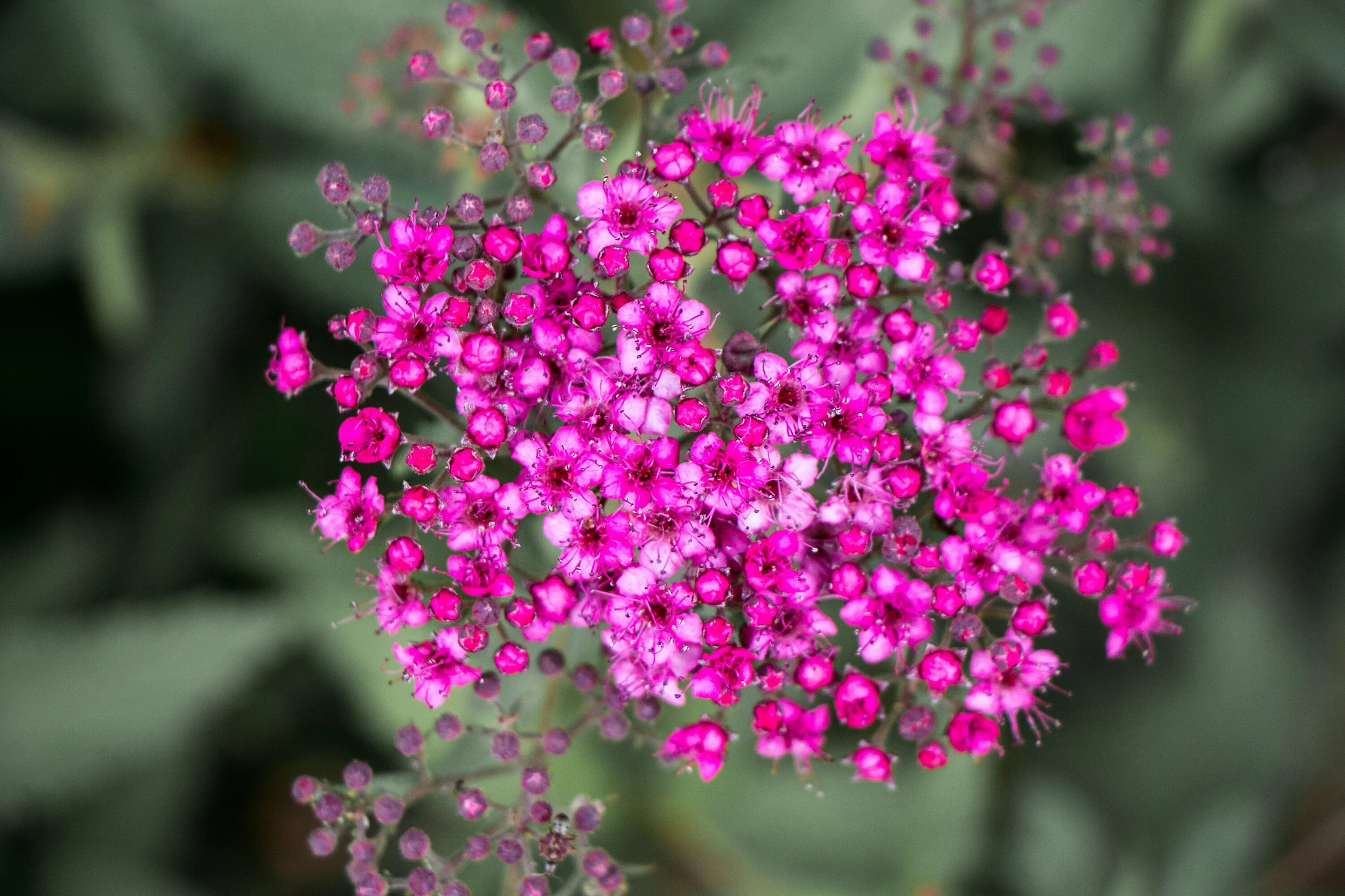 Tiny flower