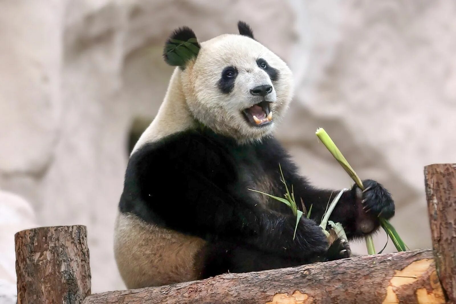 Московский зоопарк март 2024. Панды. Панда животное. Международный день панды. Панда в Московском зоопарке.