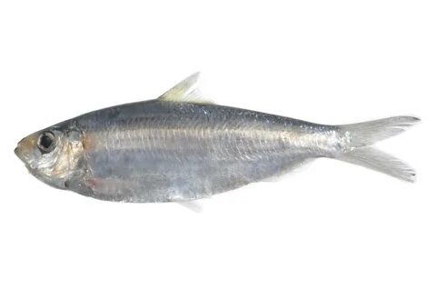 Сардинелла