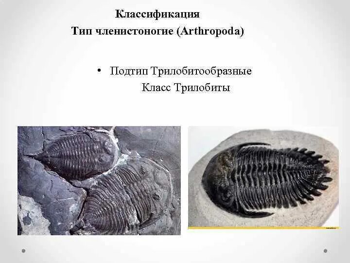 Членистоногие в царстве животных. Класс трилобиты общая характеристика. подтип трилобитообразные. класс трилобиты. трилобитообразные систематика. членистоногие класс трилобиты.