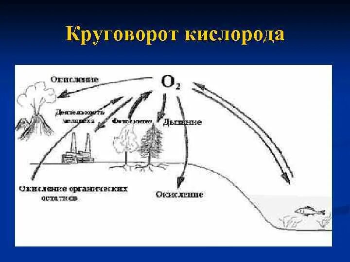 Круговорот кислорода процессы. Круговорот кислорода схема биология. Схема круговорота кислорода в биосфере схема. Биосферные круговороты кислорода. Круговорот углекислого газа и кислорода в природе схема.