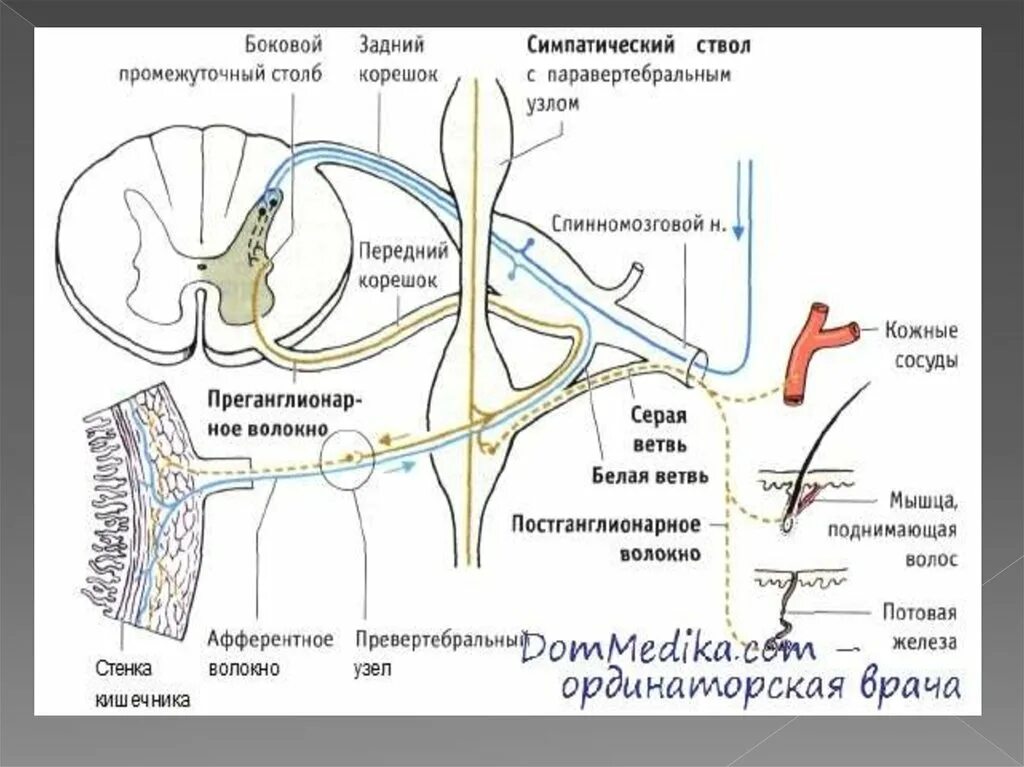 Нервные узлы и нервные стволы. Промежуточные узлы симпатического ствола. Белые и серые соединительные ветви спинномозговых нервов. Соединительные ветви симпатического ствола. Схема строения спинномозговой рефлекторной дуги.