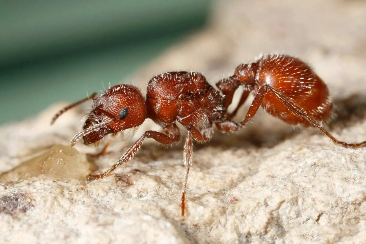 Американский муравей Жнец. Муравей-Жнец Марикопа. Pogonomyrmex barbatus. Красный Огненный муравей.