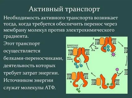 Активный транспорт это