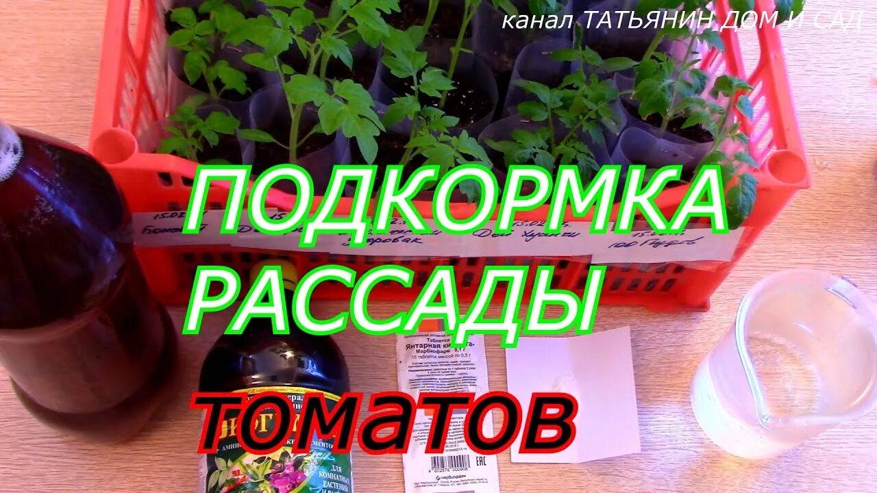 Янтарная кислота для рассады томатов после пикировки. Удобрение для рассады. Подкормка рассады. Удобрение для рассады томатов. Подкормка для рассады помидор.