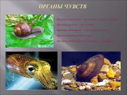 Презентация по биологии моллюски