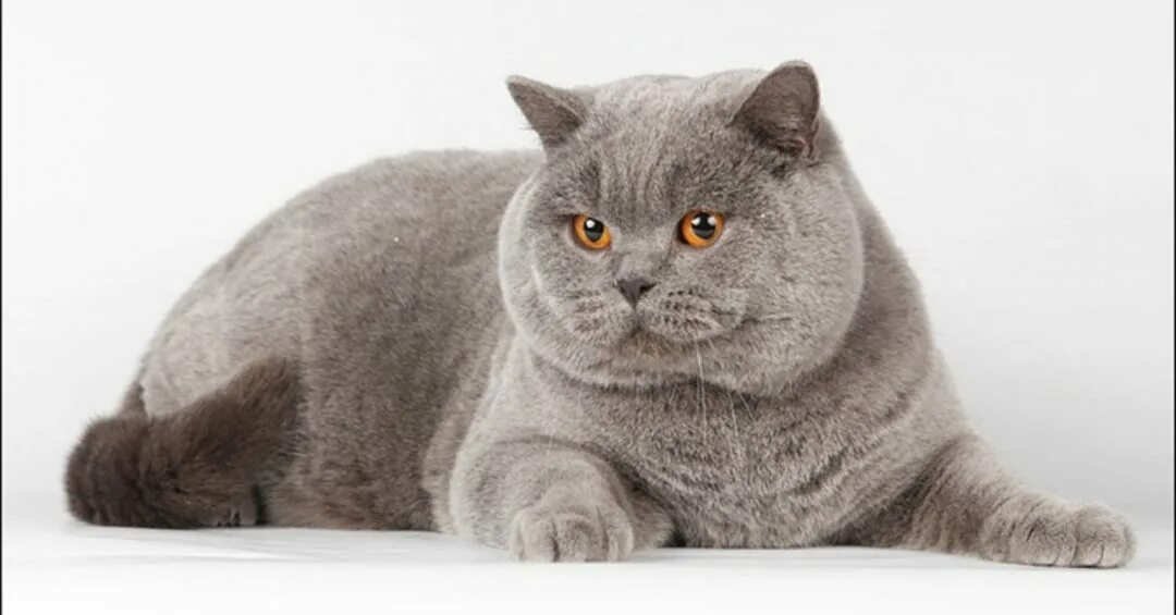 Плюсы шотландских кошек. Шотландский вислоухий кот характер характеристики. Плюсы шотландских кошек. Манчкин золотая шиншилла. Шотландская вислоухая кошка породы кошек.