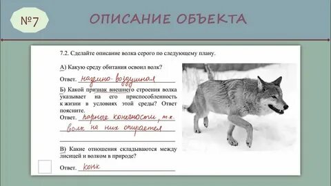 Какие отношения складываются между сыроежкой и оленем
