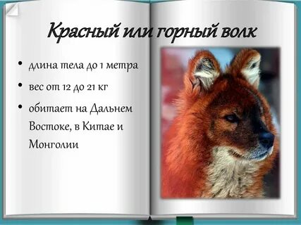 Проект редкое животное
