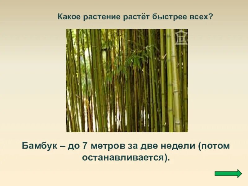 За сколько часов вырастает бамбук. Рост бамбука. Какое растение быстрее всего растет. Какое растение растет быстрее всех. Бамбук растет.