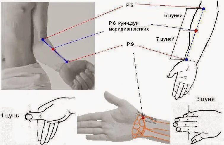 Точка р9 Тай-юань. Акупунктурная точка p9 Тай-юань. 1,5 Цуня. Индивидуальный цунь.