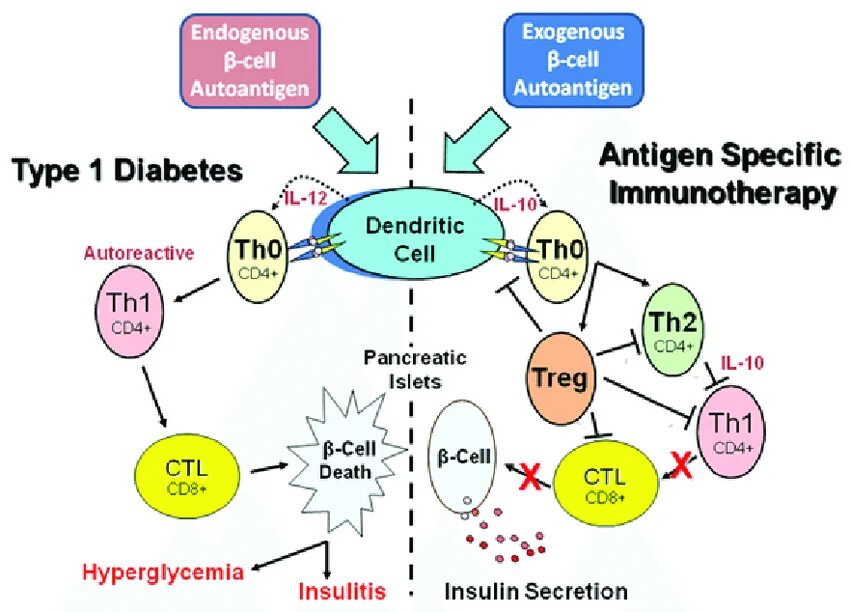 Type 1 Diabetes mechanism. Type 1 Diabetes mellitus mechanism. Endogenous and exogenous. Type 2 Diabetes mechanism. Sites type 1