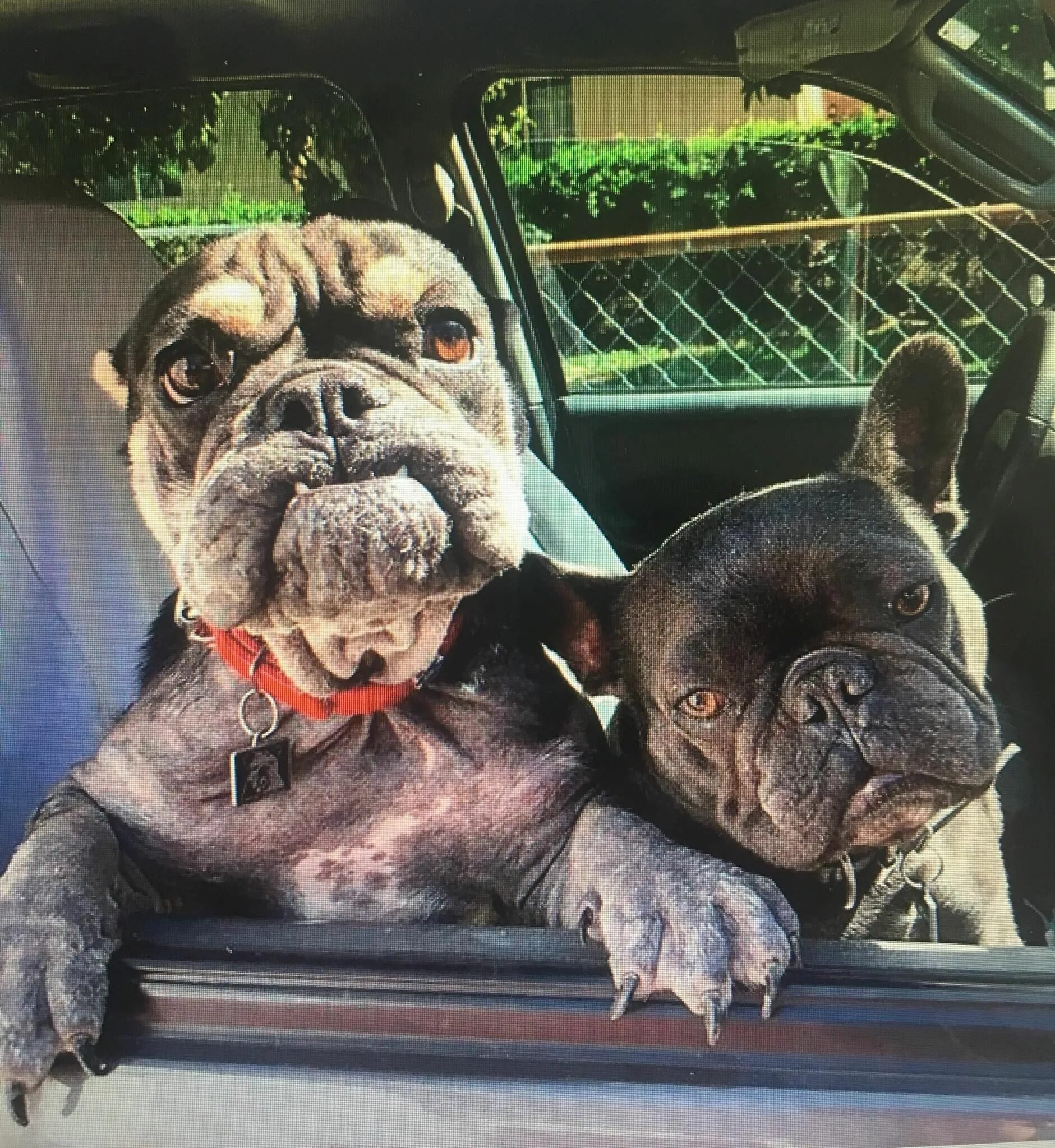 Смешные бульдоги фото. Смешной бульдог. прикольные французские бульдоги. французский бульдог приколы. бульдог прикол.