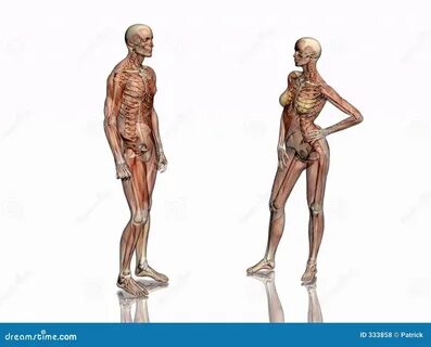 Различия женского и мужского скелета