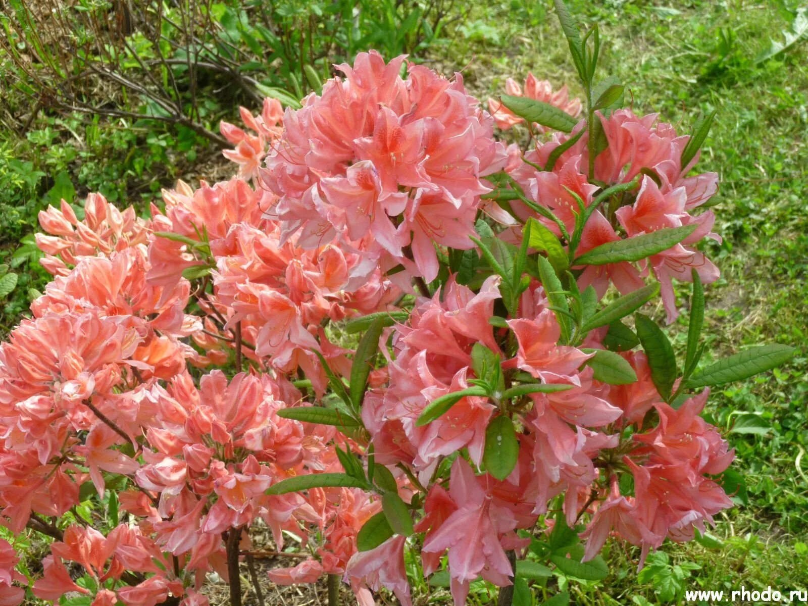 рододендрон листопадный финская селекция. рододендрон сорт 'taurus'. рододендроны для подмосковья сорта. рододендрон морозостойкие сорта. рододендроны финской селекции.