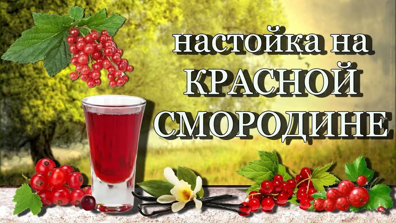 Настойка из красной смородины. Этикетка настойка красная смородина. Наливка из красной смородины. Смородиновая настойка этикетка. Этикетка вино из красной смородины.