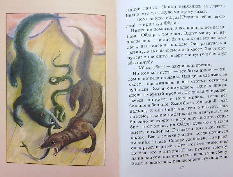 Беспризорная кошка книга. Житков мангуста. Мангуста рассказ. Жидков про кошку. Мангуста рассказ житкова