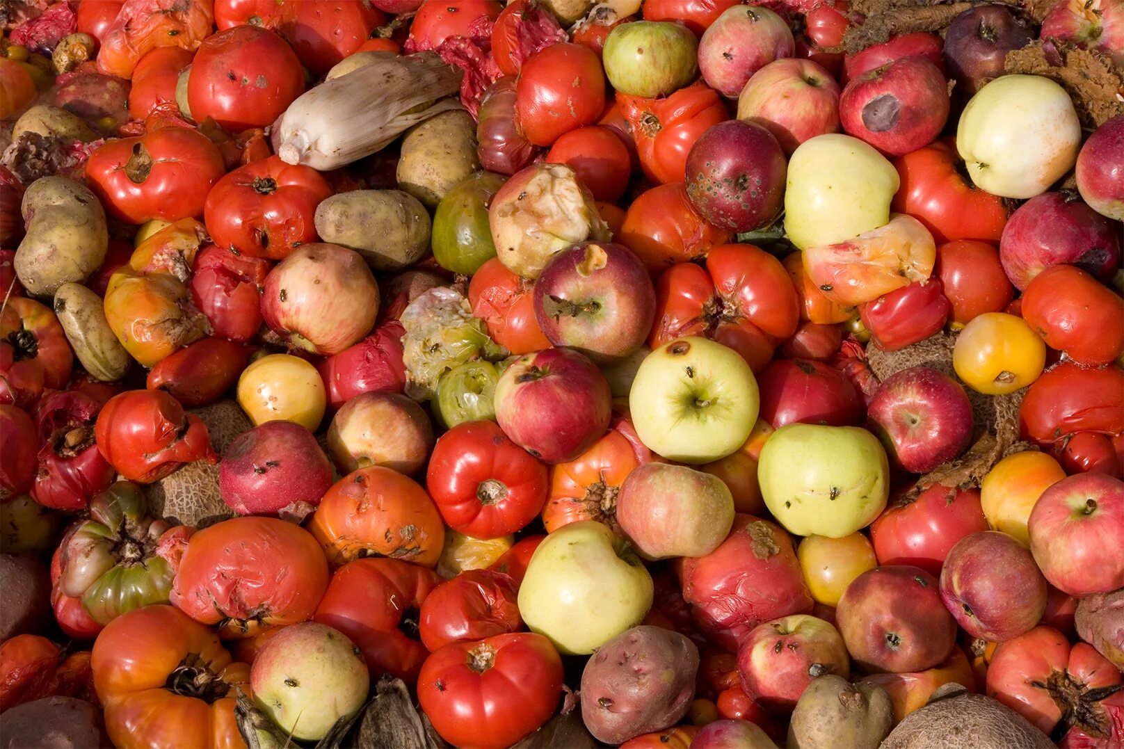 Немытые овощи. Кушает яблоко. Немытые овощи и фрукты ребенок. Морковь грязная. Грязные овощи и фрукты.