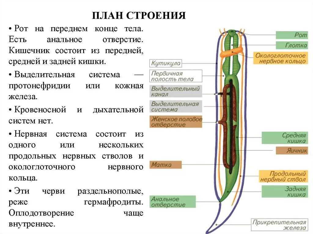 Червей стволы. Кровеносная система аскариды. Строение выделительной системы круглых червей. Кровеносная система человеческой аскариды. Нервная система круглых червей 7 класс таблица.