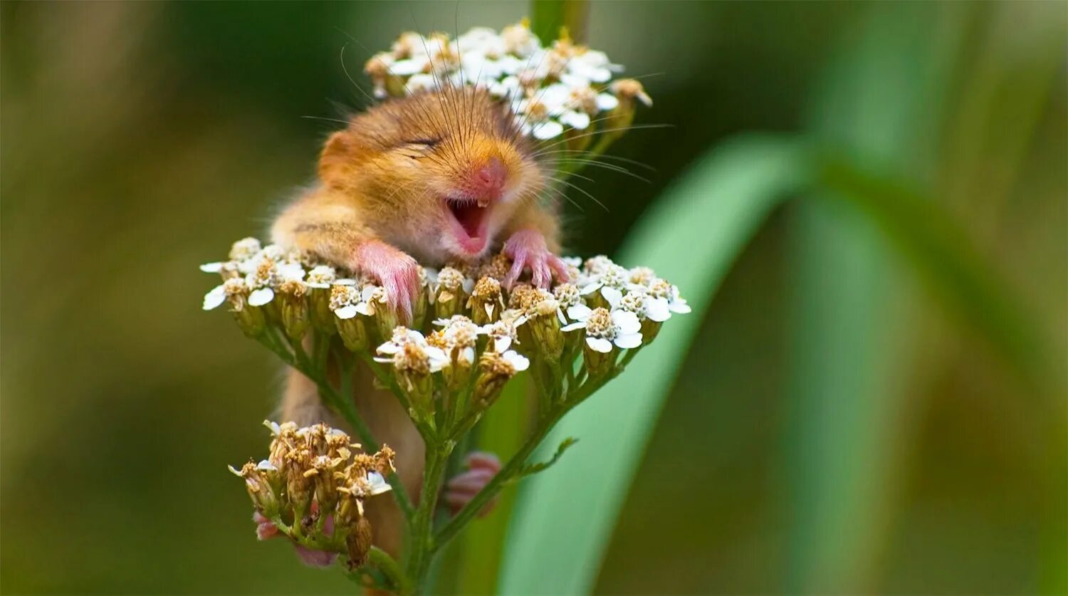 Хорошего весеннего дня картинки позитивные прикольные. Веселые животные. Цветы и животные. Хомяк с цветком. Хомяк смеется.