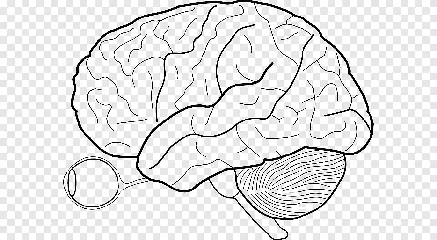 Мозги пустые. Мозг рисунок простой. Головной мозг рисунок легкий. Мозг нарисовать легко. Мозги рисунок легкий.
